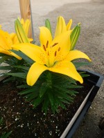 [5001 TinyBee No01.JPG]